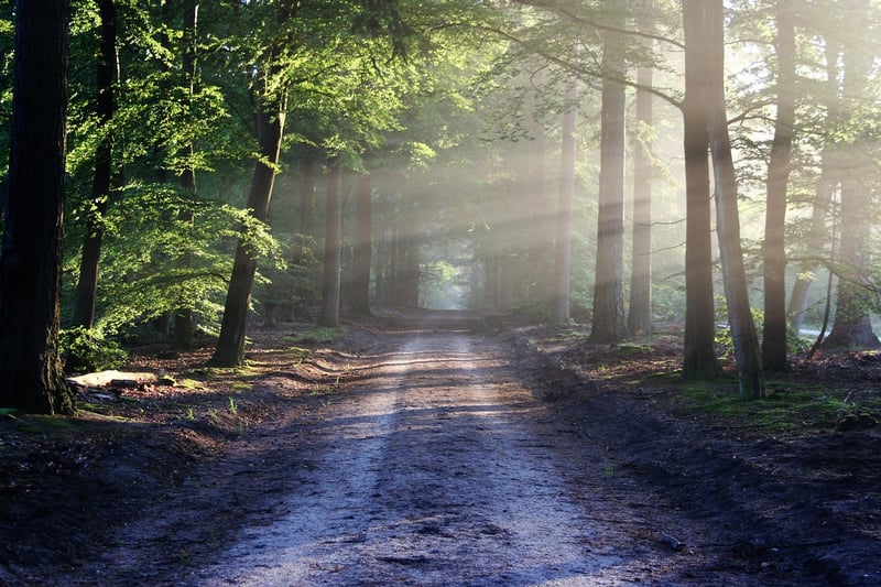 Forest Glade